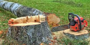 Best Tree Risk Assessment  in Danville, VA